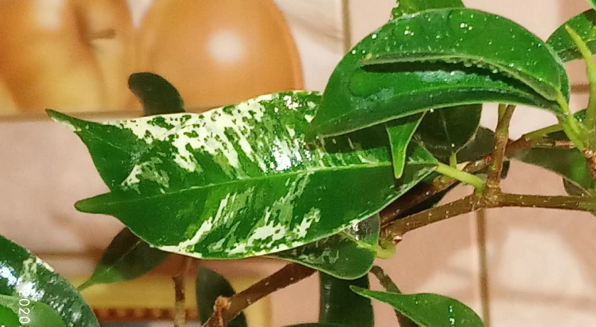 фикус бенджамина сафари описание