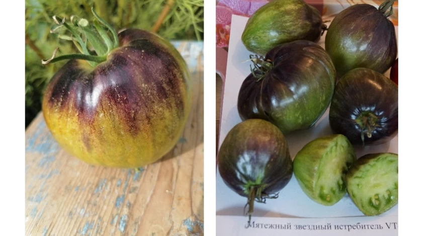 сорта зеленых помидоров отзывы