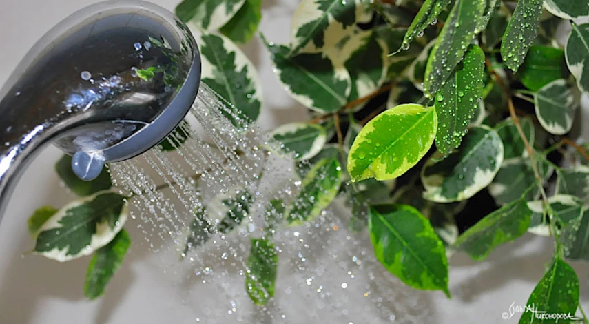 Фикус бенджамина опадают листья что делать