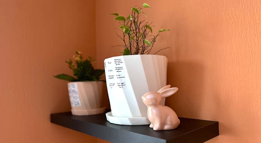 Фикус бенджамина сбрасывает листья что делать