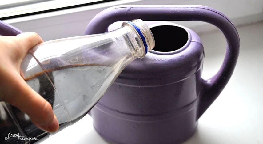 Фикус бенджамина сбрасывает листья