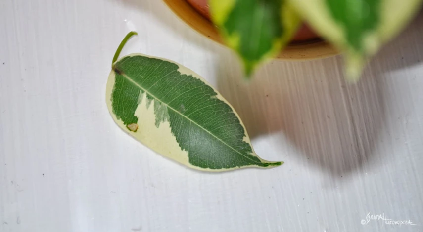 Фикус бенджамина почему опадают листья