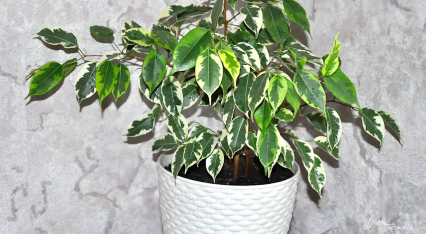 Фикус бенджамина скидывает листья