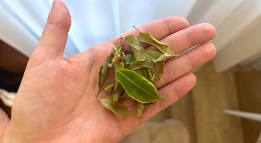 Фикус бенджамина сбрасывает листья причина