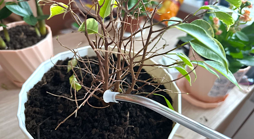 Фикус бенджамина листья