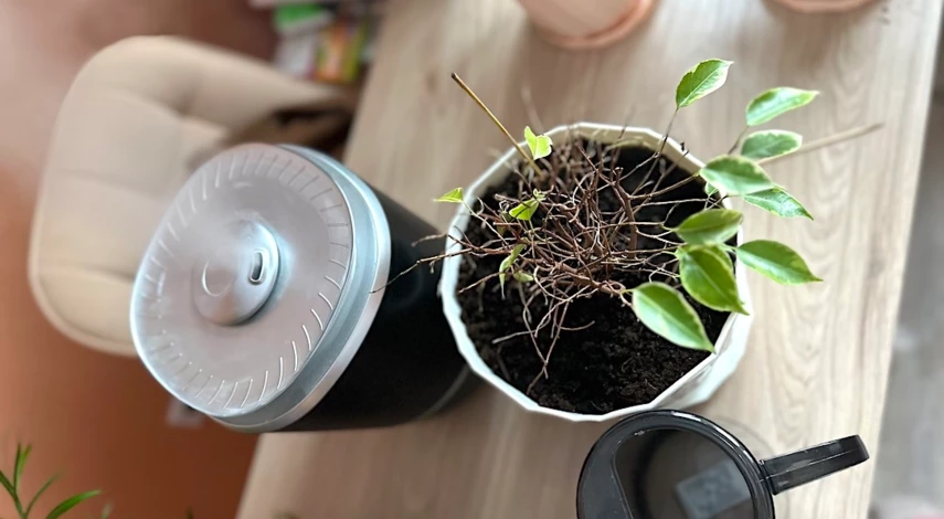 Фикус бенджамина опадают листья осенью