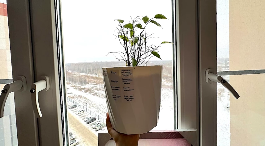 Почему фикус бенджамина сбрасывает листья