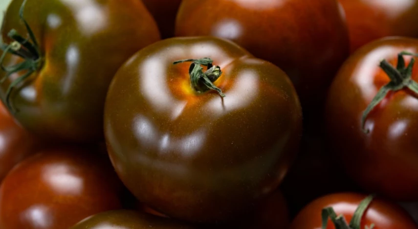 сорт томатов Негритенок