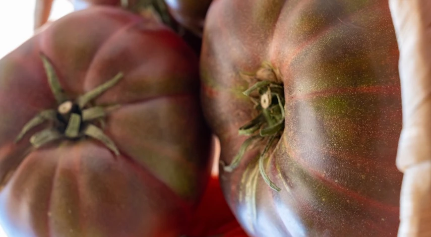 сорт томатов черный сахар