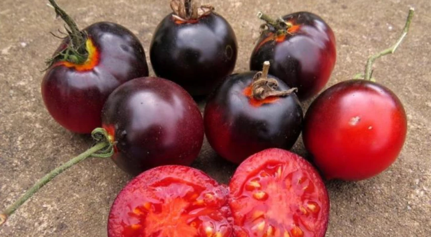 сорт томатов всем на зависть