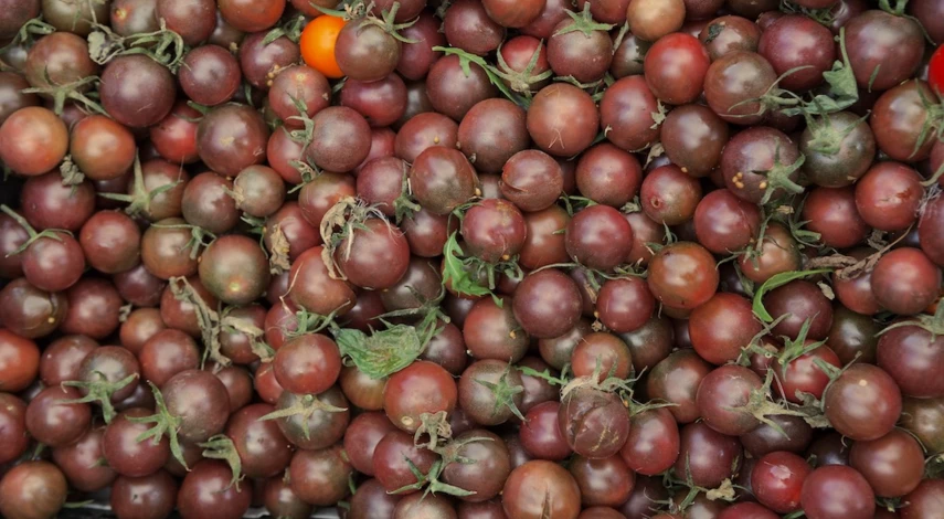 Сорт томатов Форте акко