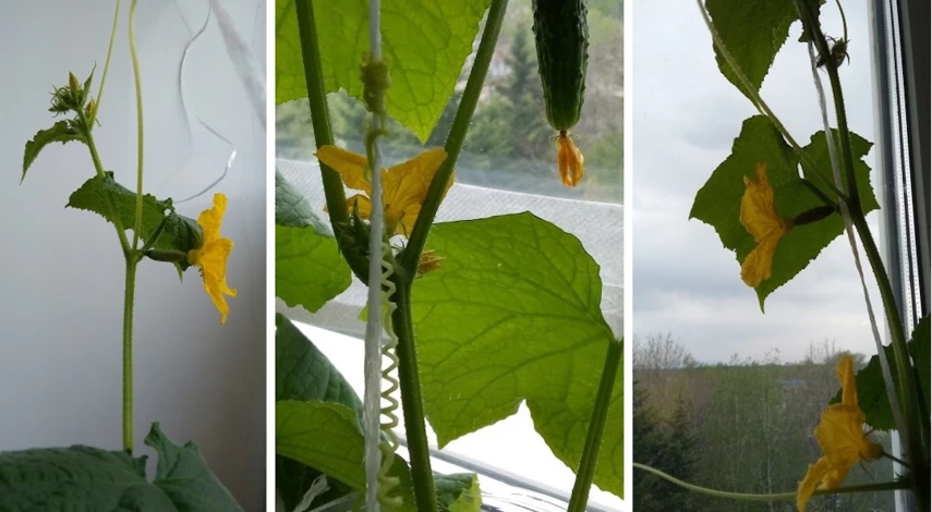 Выращивание огурцов на подоконнике