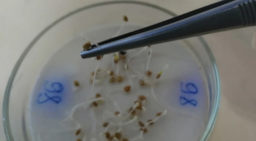 Домашние огурцы на подоконнике