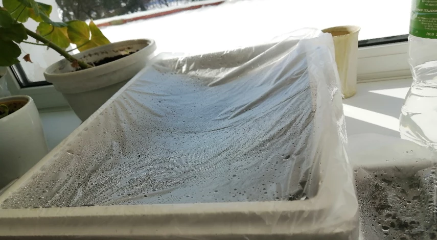 Условия выращивания огурцов на подоконнике