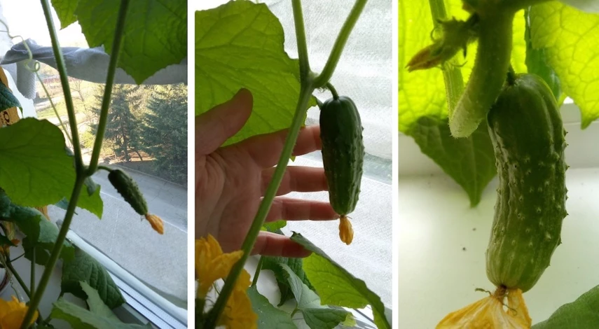 Комнатные огурцы на подоконнике