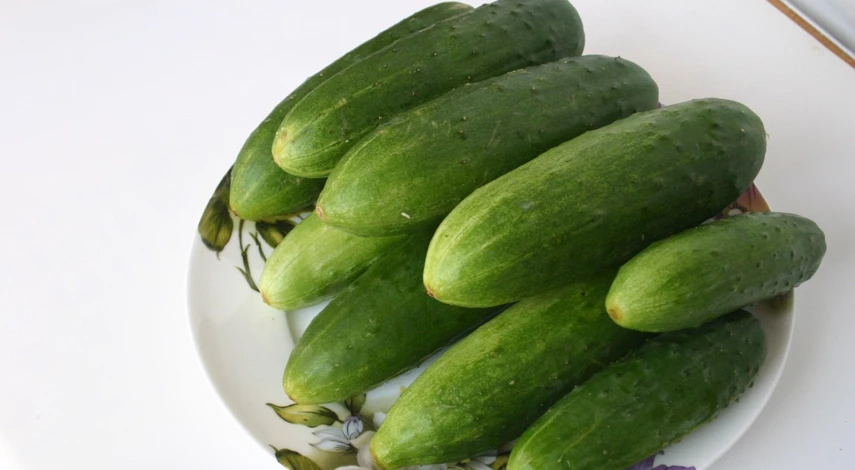 Выращивание огурцов на подоконнике зимой