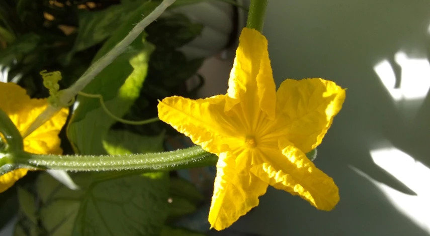 Огурцы на подоконнике в квартире