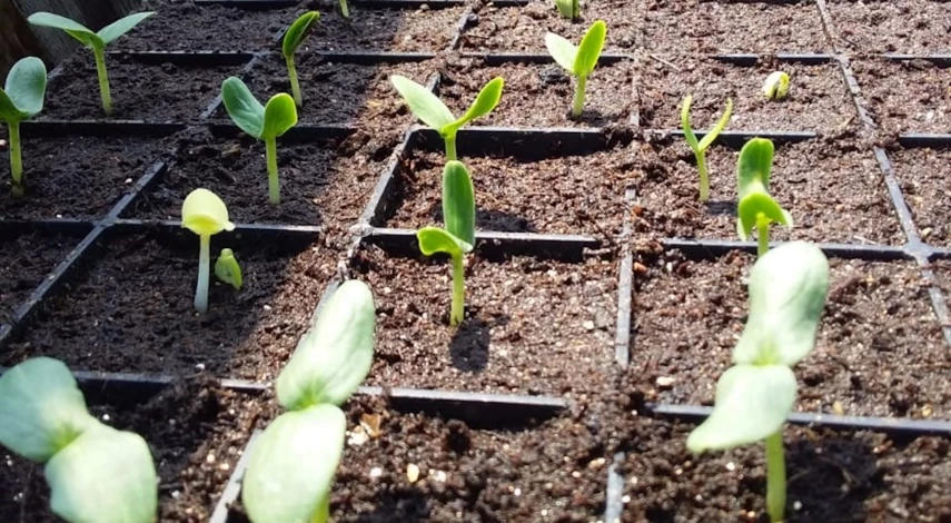 Вырастить огурцы на подоконнике