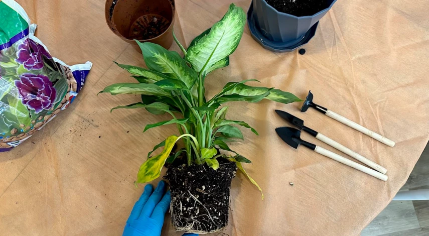 как пересаживать диффенбахию в домашних условиях