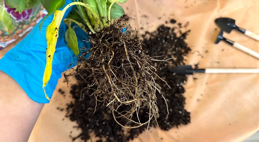 как пересадить цветок диффенбахия