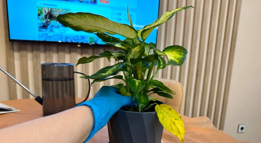 как правильно пересадить диффенбахию