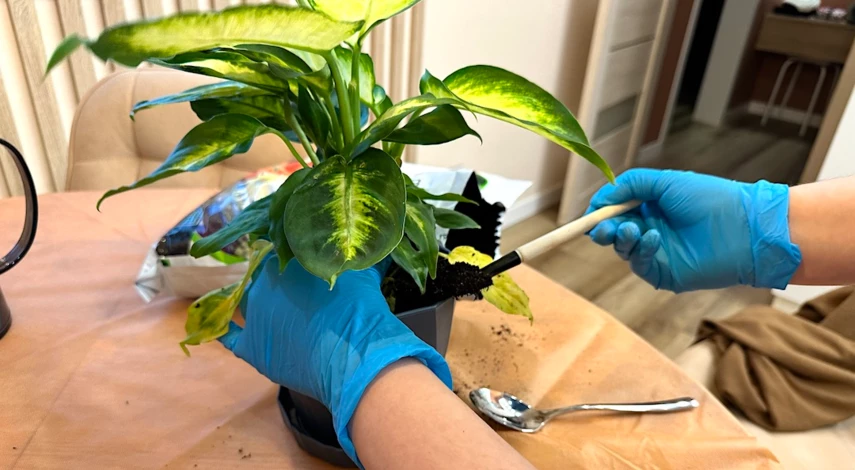 почва для пересадки диффенбахии