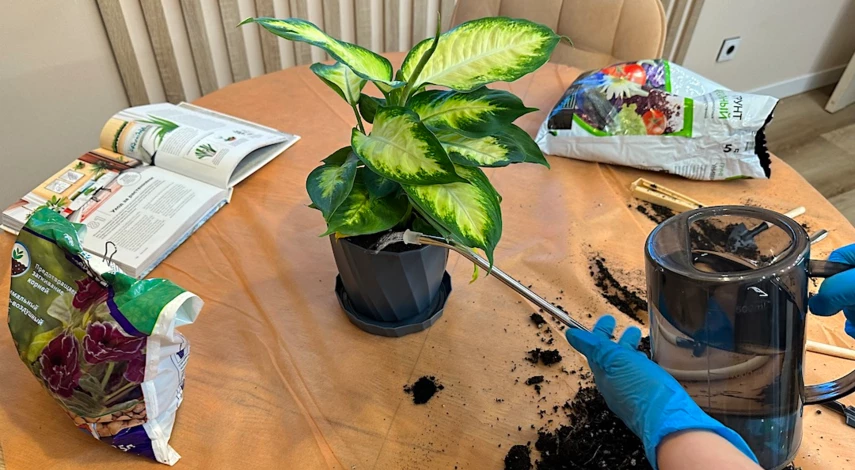 полив диффенбахии