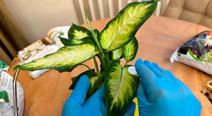 пересадка диффенбахии в домашних условиях после покупки