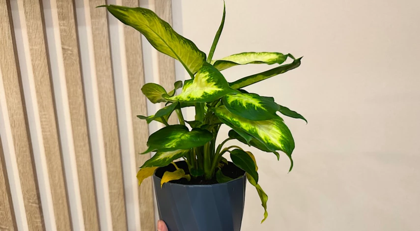 ухаживать за диффенбахией после пересадки