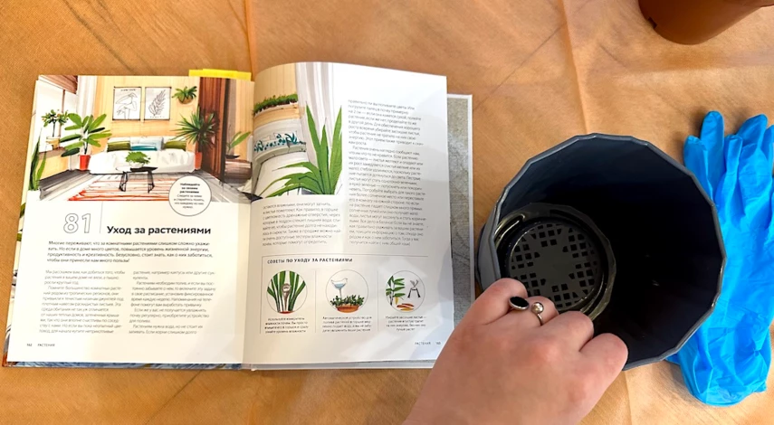 Сроки пересадки диффенбахии