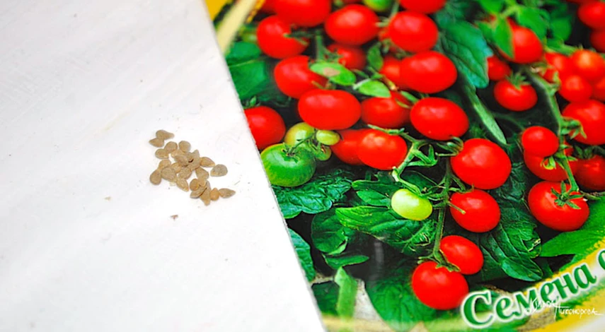 томаты на подоконнике