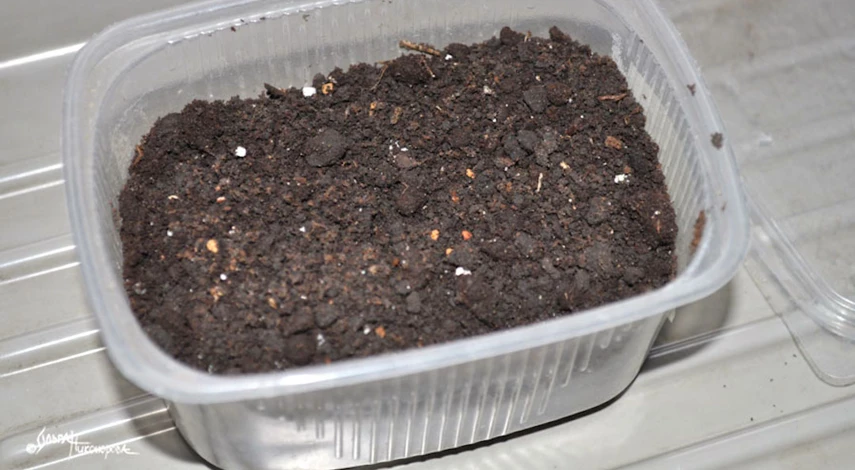 домашние помидоры на подоконнике