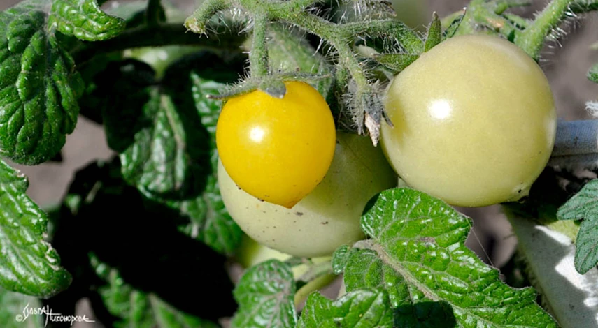 помидоры на подоконнике зимой