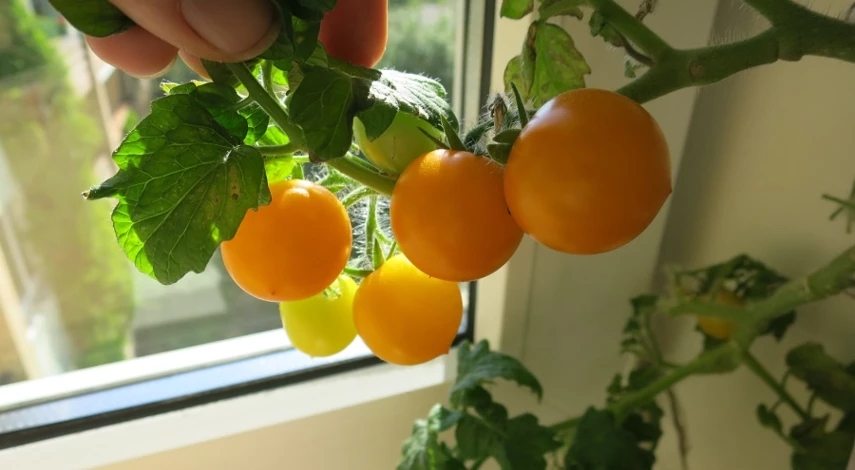 помидоры на подоконнике выращивание
