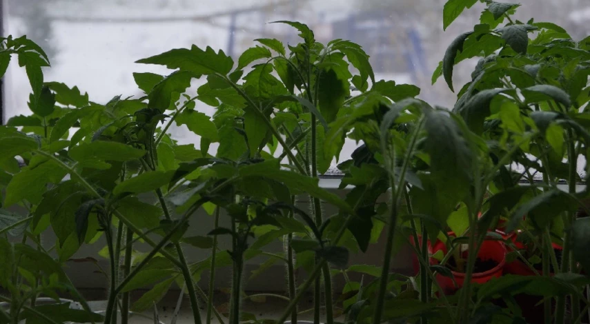 помидоры черри на подоконнике