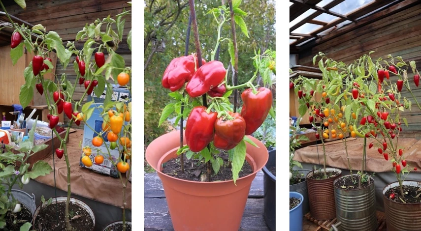 Домашние перцы на подоконнике