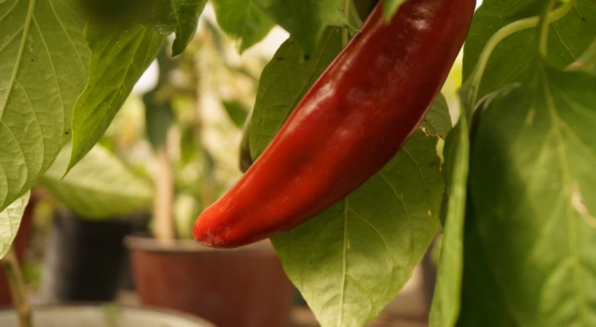 Как вырастить перец на подоконнике