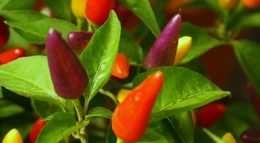 Перец в домашних условиях на подоконнике