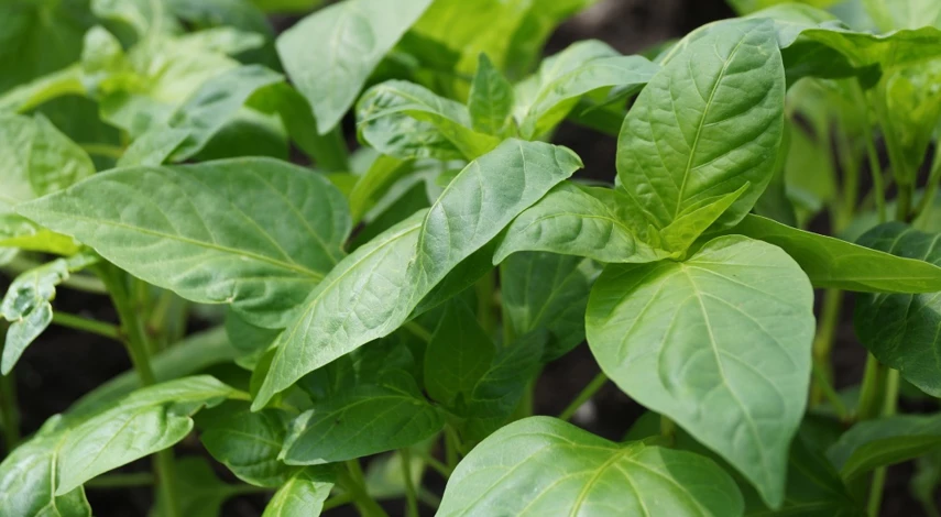 Перец на подоконнике выращивание