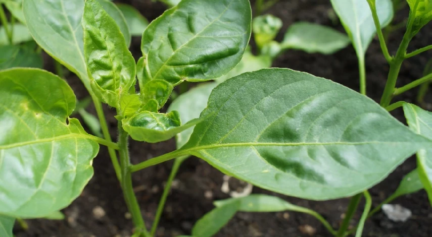 Перец в горшке на подоконнике