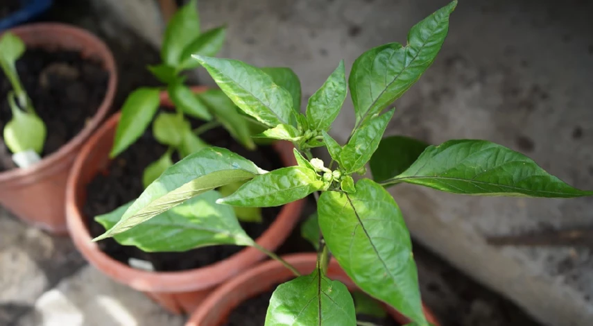 Перец дома на подоконнике