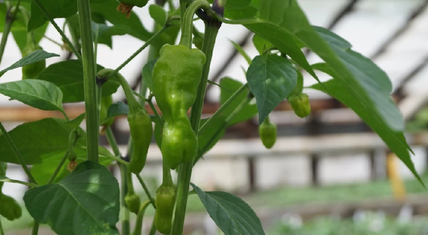 Посадить перец на подоконнике