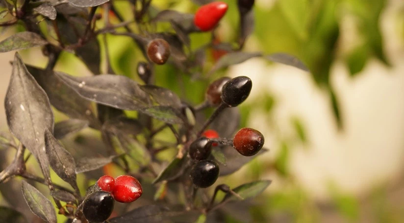 Перец на подоконнике зимой