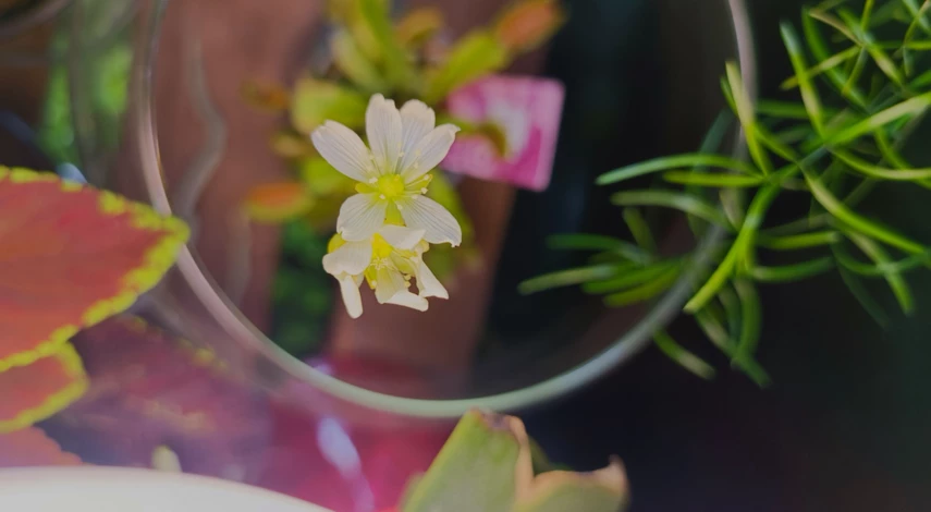 Цветок дионея