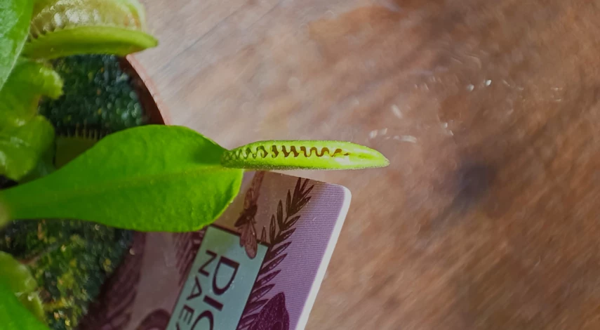 Дионея венерина мухоловка