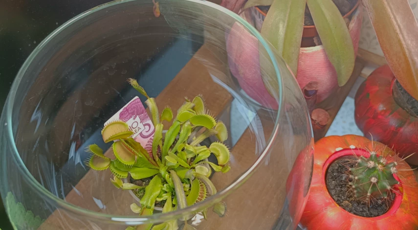 Домашний цветок мухоловка