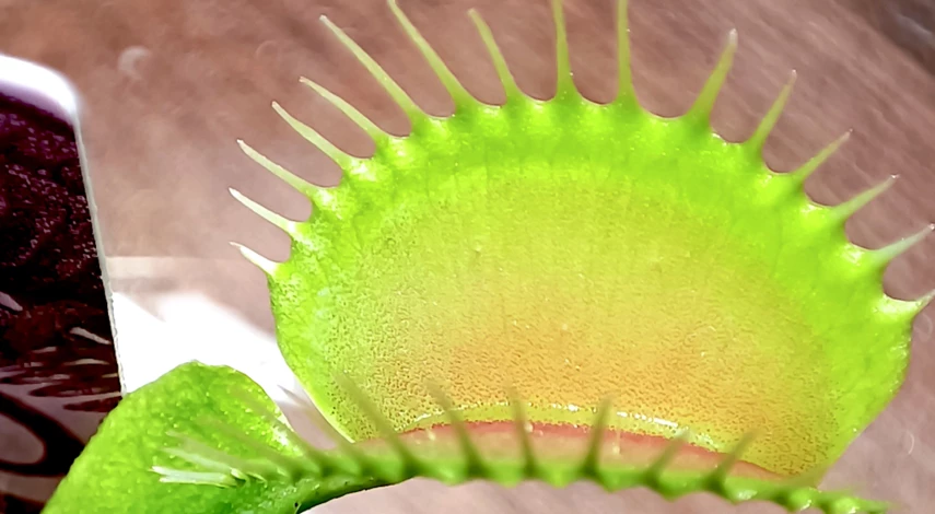 Растение плотоядное мухоловка