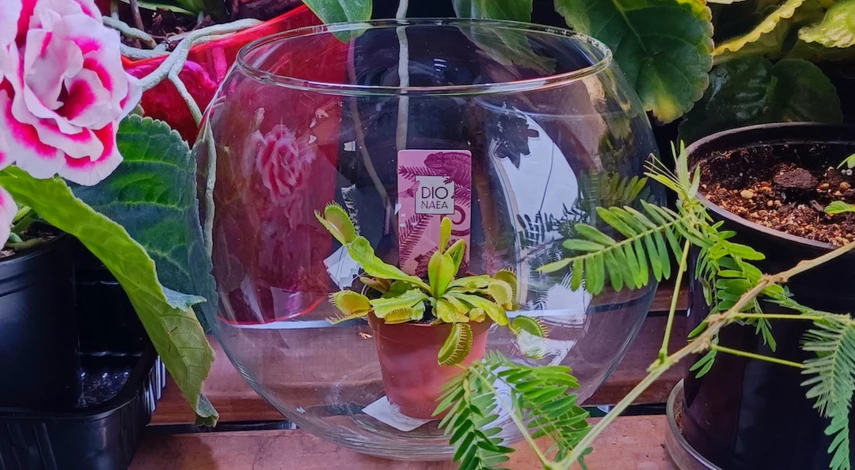 Растение венерина мухоловка