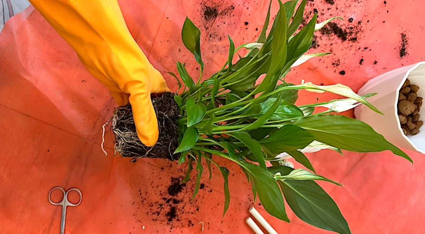 пересадка комнатных растений