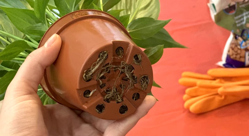 дни пересадки комнатных